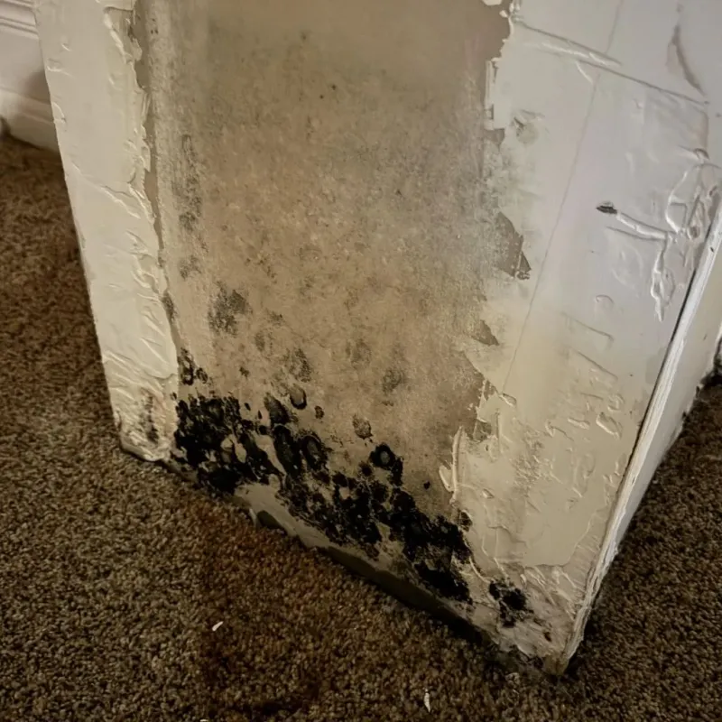 Professional Mold Removal in Berwick, ME